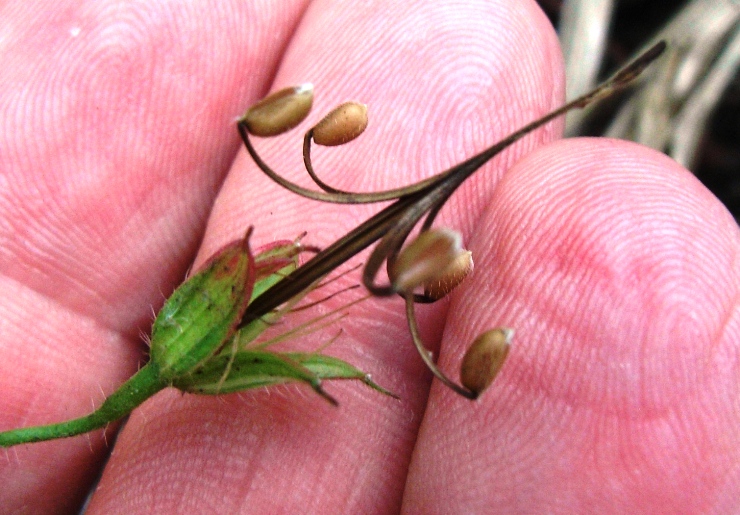 Geranium versicolor / Geranio striato